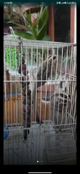 jual sugar glider sepasang siap kawin