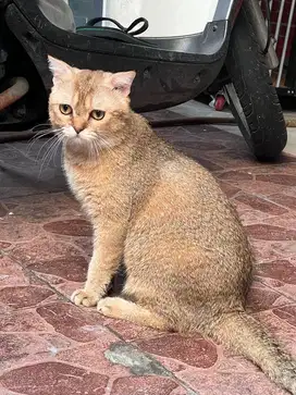 BSH Golden x Scottish Fold