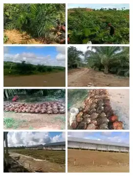 Cari karyawan panen dan perawatan