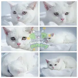 Breed: BSH (british short hair)