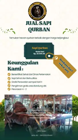 Jual sapi qurban berkualitas