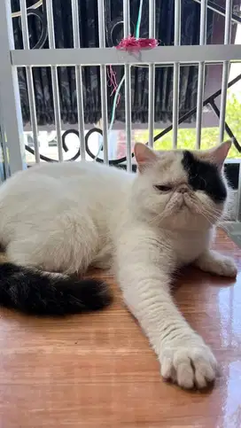 Peaknose calico exo