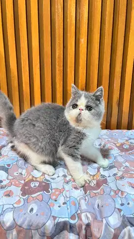 Persia peaknose exo