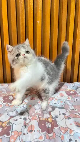 Persia peaknose exo