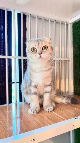 Scottish single fold