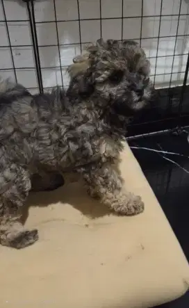 Puppy poodle betina