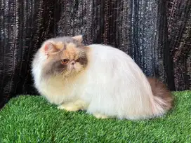 Kucing persian peaknose dilute calico