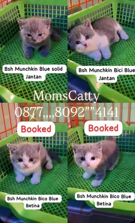 Lepas adop Bsh Munchkin/Munchkin Bsh/British short hair/Munchkin