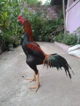 Ayam siap antar win 2 x jos trah mantap Joss Taji hitamajib suro watu