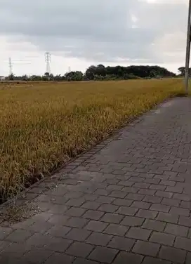 20mnit to Canggu, Lokasi Kedungu Beach