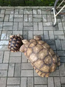 Sulcata Indukan
