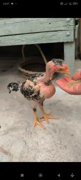 Ayam Saigon anakan 3 bulan