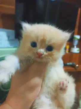 Persia Longhair Lucu Menggemaskan