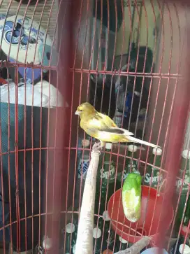 Di jual burung kenari jantan bodi gede +kandang minat wa