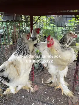 Ayam brahma light colombian