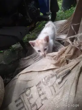 KUCING INDUKAN & 2 KITTEN