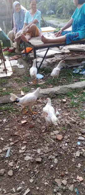 Ayam ketawa dara