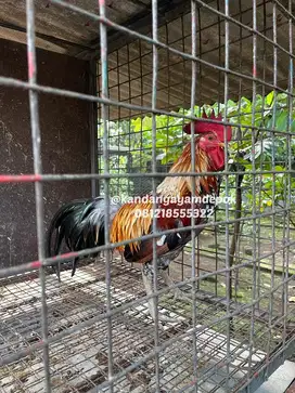 Ayam ketawa jantan