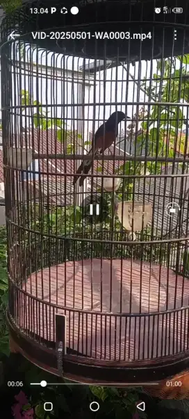 Dijual burung murai batu mapan