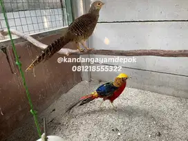 Ayam Golden pheasant dewasa sepasang