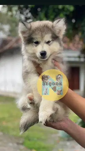 Alaskan malamute betina