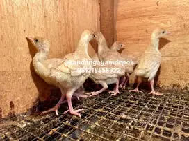 Ayam kalkun bourbon red