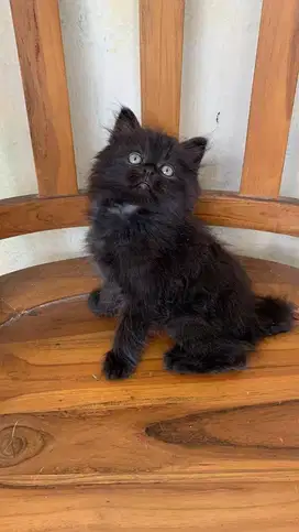 Kucing Kitten Persia Medium