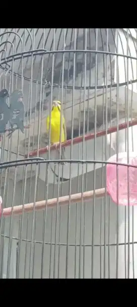 Mizambik gacor burja nett
