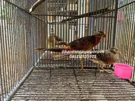 Ayam Golden Pheasant Remaja
