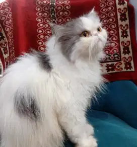 Kucing persia long hair