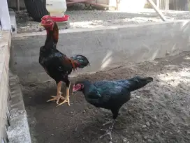 Ayam jago F1 DAMLUELAN X KLHONGRUA
