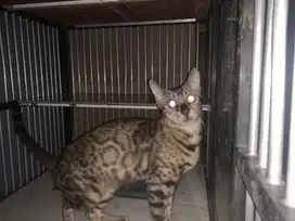 Kucing ras beng persia betina 11 bln