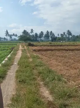 Tanah Kebun Produktif Sekarang Ditanami Jagung di Desa Bakor Tumpang