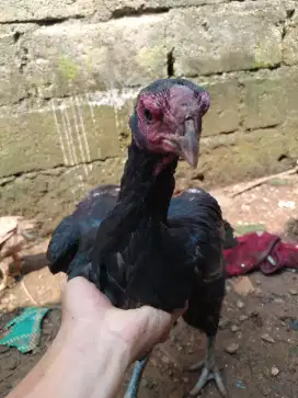 Ayam aseel parrot blt ekor panjang