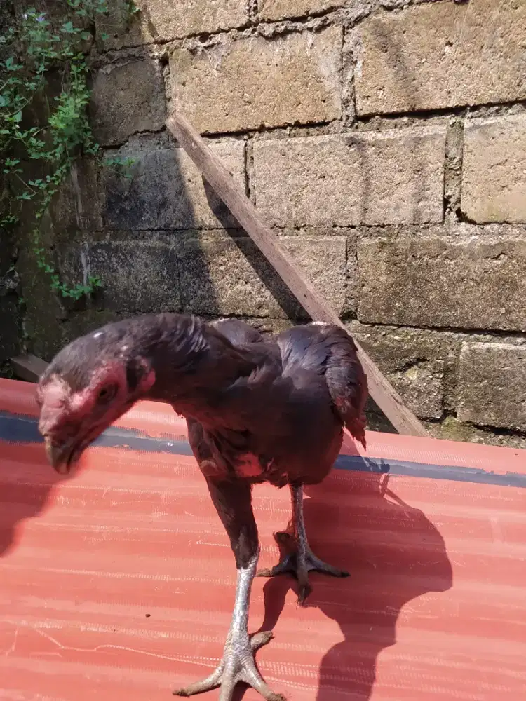 Ayam aseel parrot blt ekor panjang,TT bt