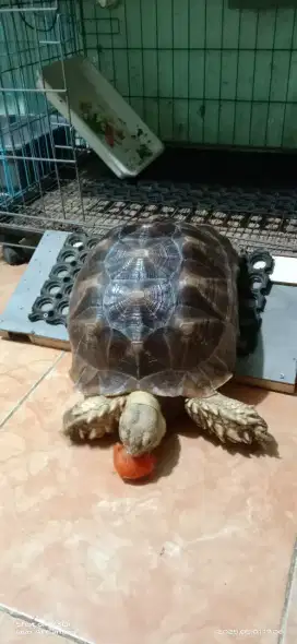 Kura Sulcata 4 jt