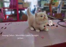 kucing munchkin gaelic straight jantan bsh scootish