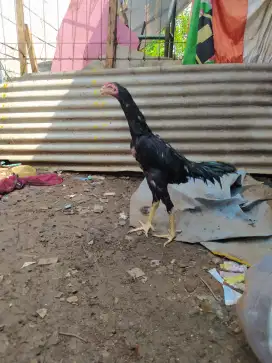 Ayam Bangkok ORI 5-6bulan