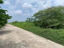 Tanah 2 ha di jual di Tanjung Barangan