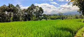 Dijual Sawah murah 7000m diselatan kantor polisi matesih,karanganyar
