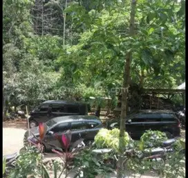 Tulungagung, Sendang. Lahan perkebunan