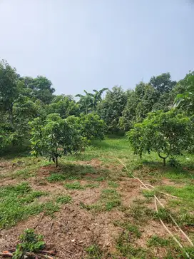 DIJUAL CEPAT TANAH KEBUN DURIAN PREMIUM DAN ALPUKAT SIAP PANEN
