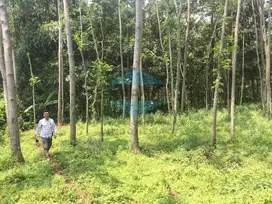 Jual Tanah kebun Jati 7400m2 Pasrepan Pasuruan