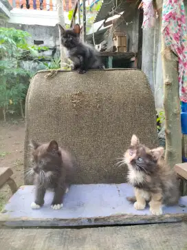 Kitten jantan betina