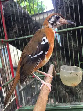 Anis cendana jantan