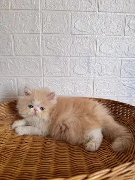 Kucing Peaknose Super Longhair, Betina