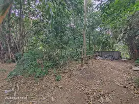 Tanah di Kaba Kaba hanya 15 menit ke Canggu Bali