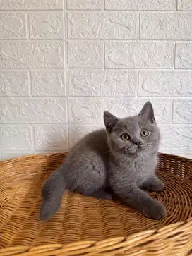 BSH British Short Hair, Betina