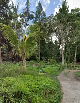 Tanah di Kedewatan Ubud Bali zona Pariwisata (Pink Zone)
