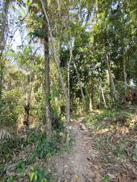 Tanah di Ubud Bali Zona Pariwisata view sungai dan jungle